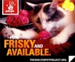 The Shelter Pet Project's Really Moving!
